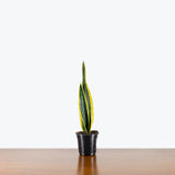 Sansevieria Black Gold — 4" Pot