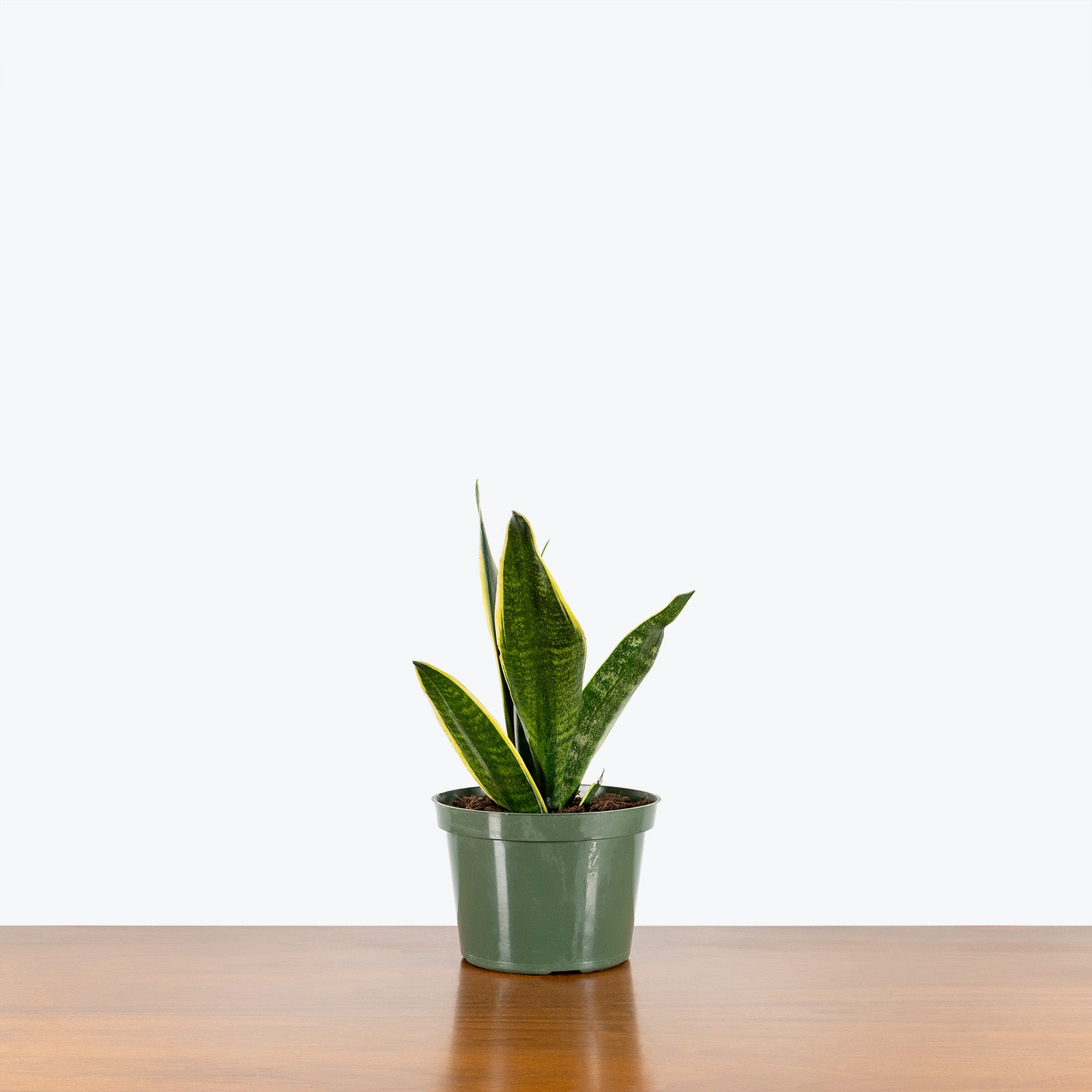 Sansevieria Canary | Snake Plant | Care Guide and Pro Tips - Delivery from Toronto across Canada - JOMO Studio