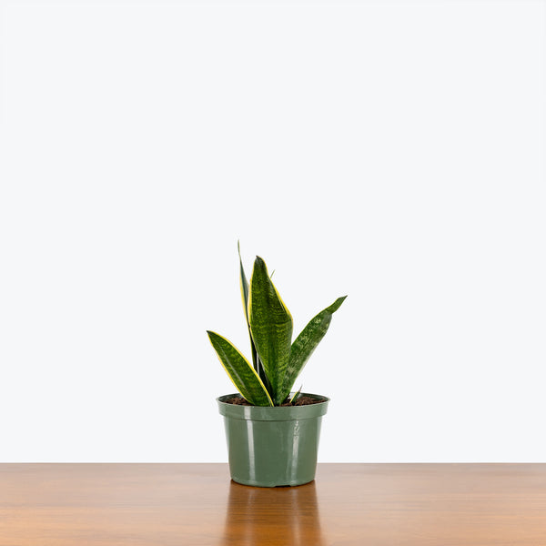 Sansevieria Canary | Snake Plant | Care Guide and Pro Tips - Delivery from  Toronto across Canada
