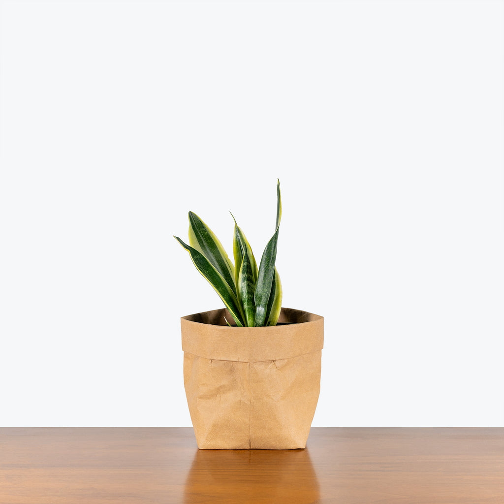 Sansevieria Canary | Snake Plant | Care Guide and Pro Tips - Delivery from  Toronto across Canada