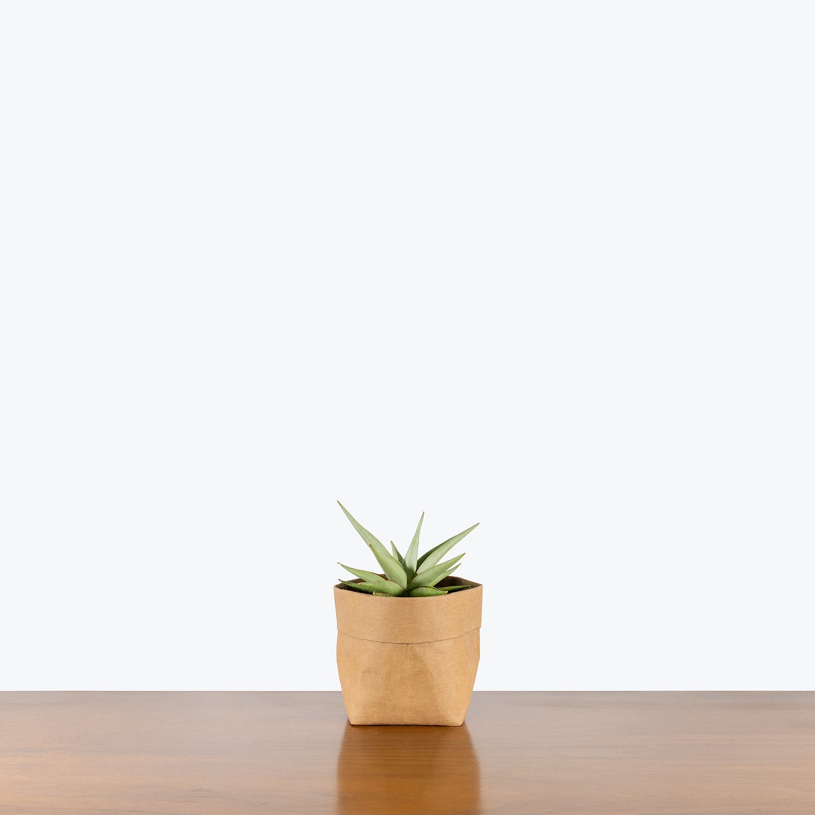 Sansevieria Chanin | Snake Plant | Care Guide and Pro Tips - Delivery from Toronto across Canada - JOMO Studio