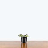 Sansevieria Cleopatra — 4" Pot