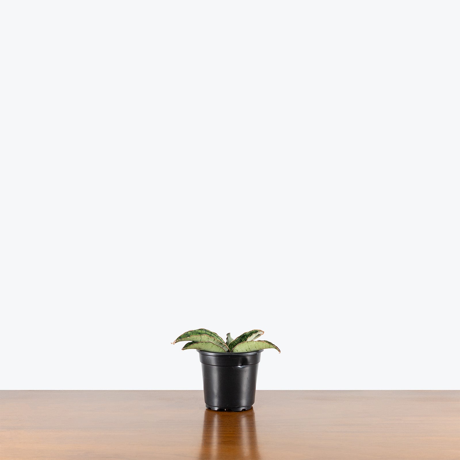 Sansevieria Cleopatra | Snake Plant | Care Guide and Pro Tips - Delivery from Toronto across Canada - JOMO Studio