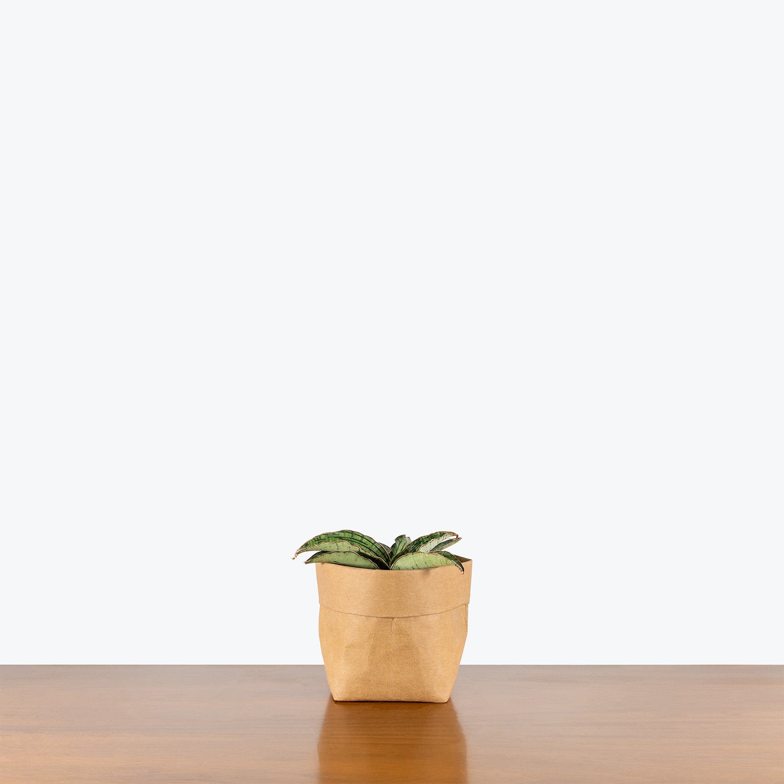 Sansevieria Cleopatra | Snake Plant | Care Guide and Pro Tips - Delivery from Toronto across Canada - JOMO Studio