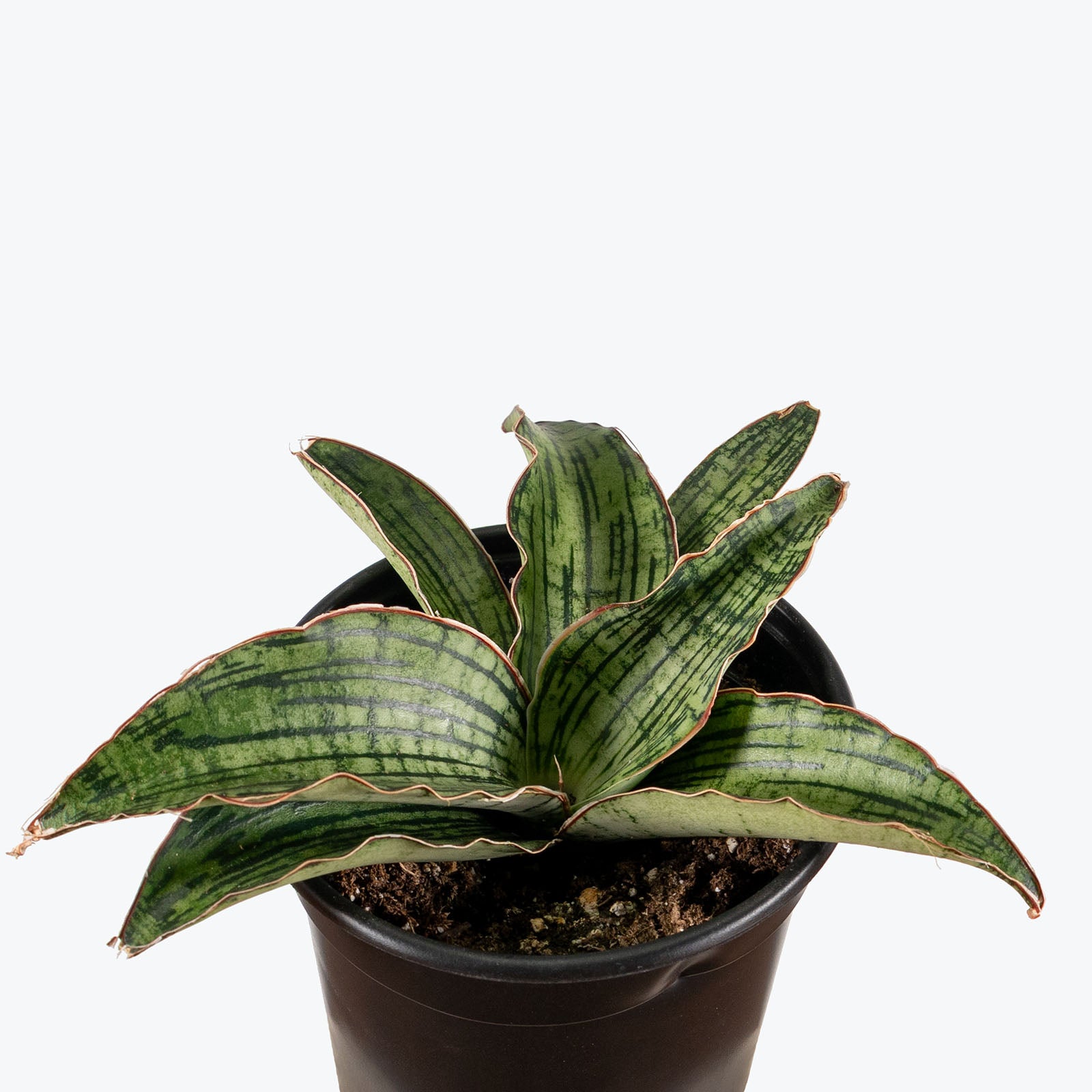 Sansevieria Cleopatra | Snake Plant | Care Guide and Pro Tips - Delivery from Toronto across Canada - JOMO Studio