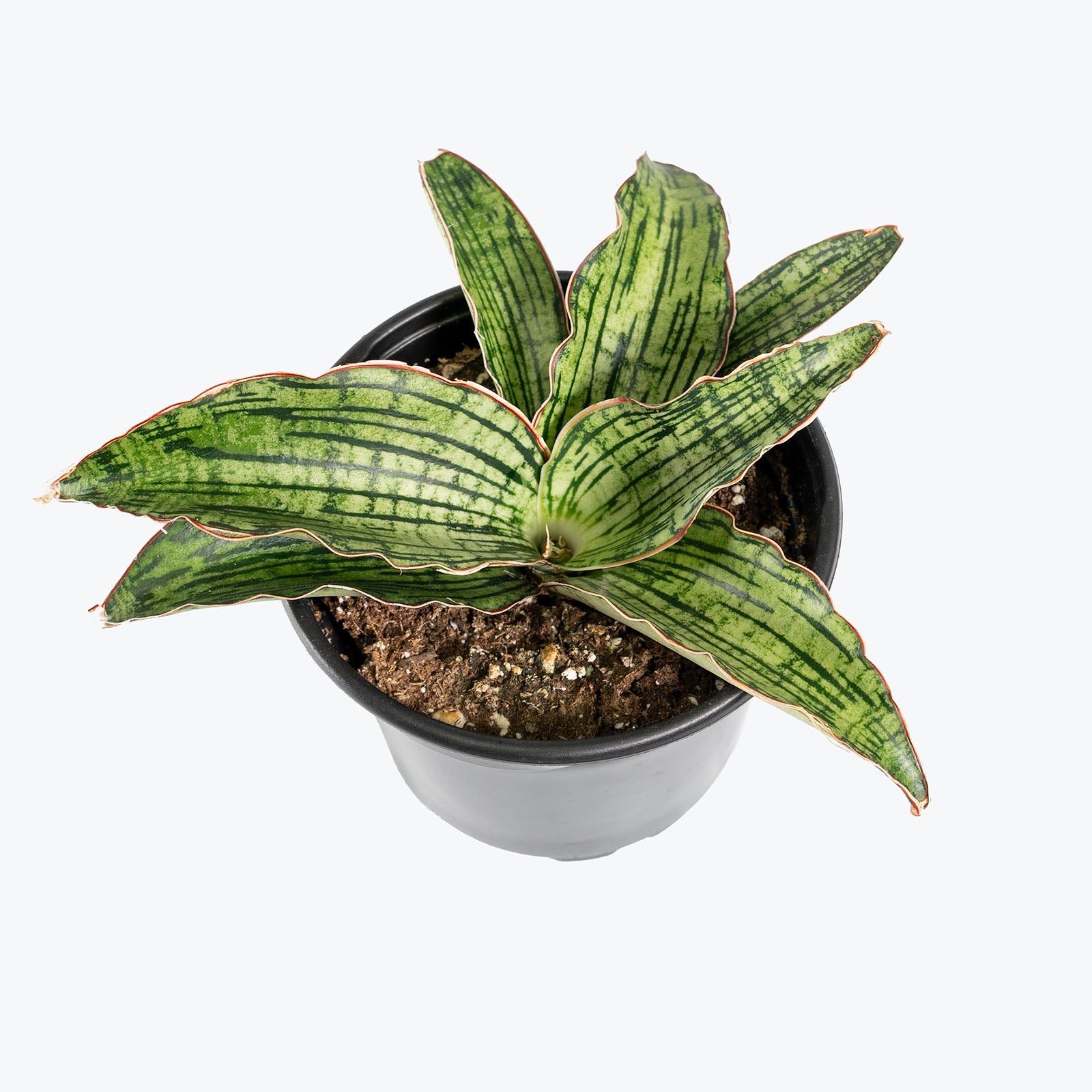 Sansevieria Cleopatra | Snake Plant | Care Guide and Pro Tips - Delivery from Toronto across Canada - JOMO Studio