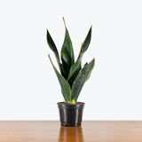 Sansevieria Fabi — 6" Pot