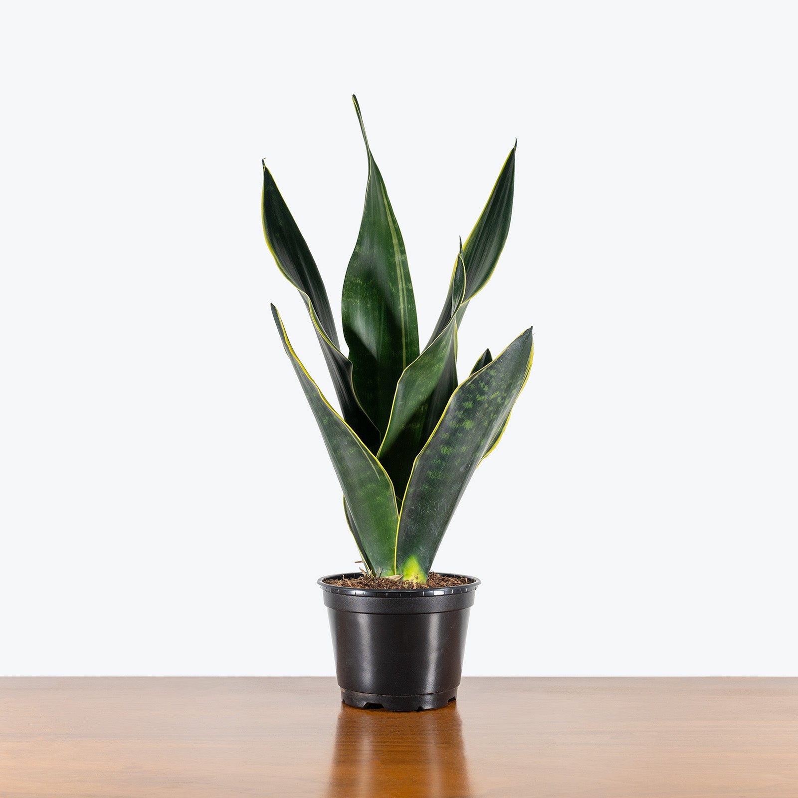 Sansevieria Fabi | Snake Plant | Care Guide and Pro Tips - Delivery from Toronto across Canada - JOMO Studio