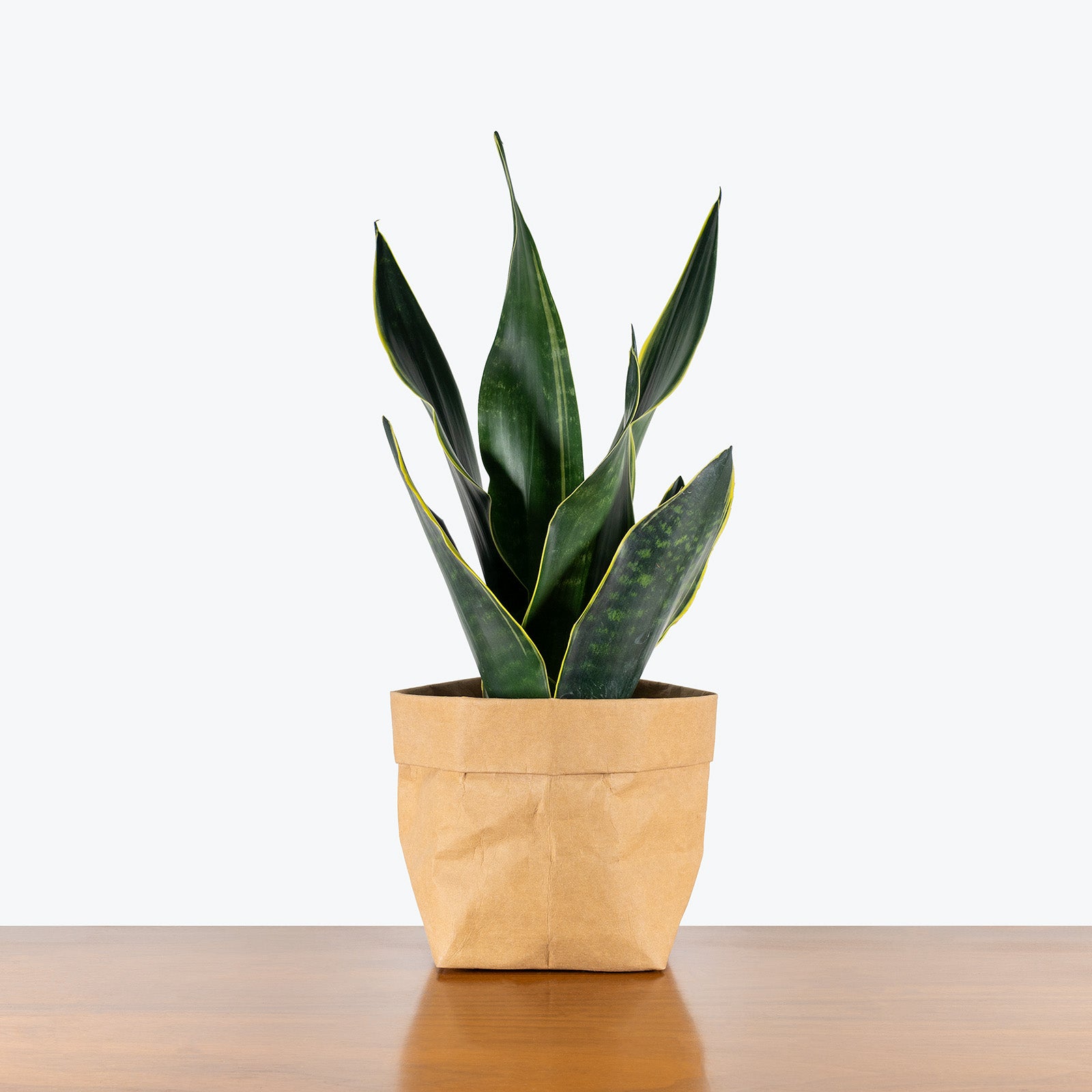 Sansevieria Fabi | Snake Plant | Care Guide and Pro Tips - Delivery from Toronto across Canada - JOMO Studio