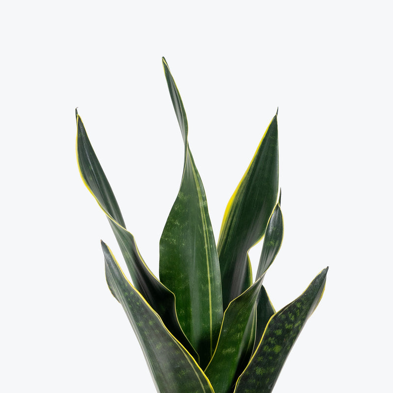 Sansevieria Fabi | Snake Plant | Care Guide and Pro Tips - Delivery from Toronto across Canada - JOMO Studio