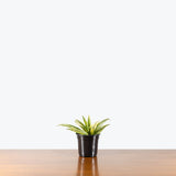Sansevieria Gabriella White Variegated — 4" Pot