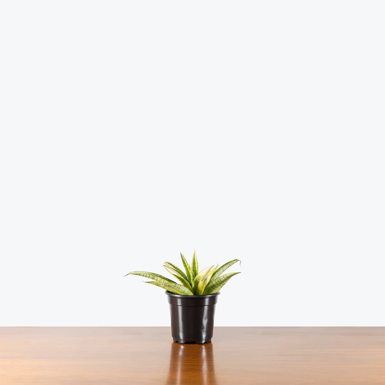 Sansevieria Gabriella White Variegated | Low Light Plants & Houseplants for Delivery | Care Guide and Pro Tips