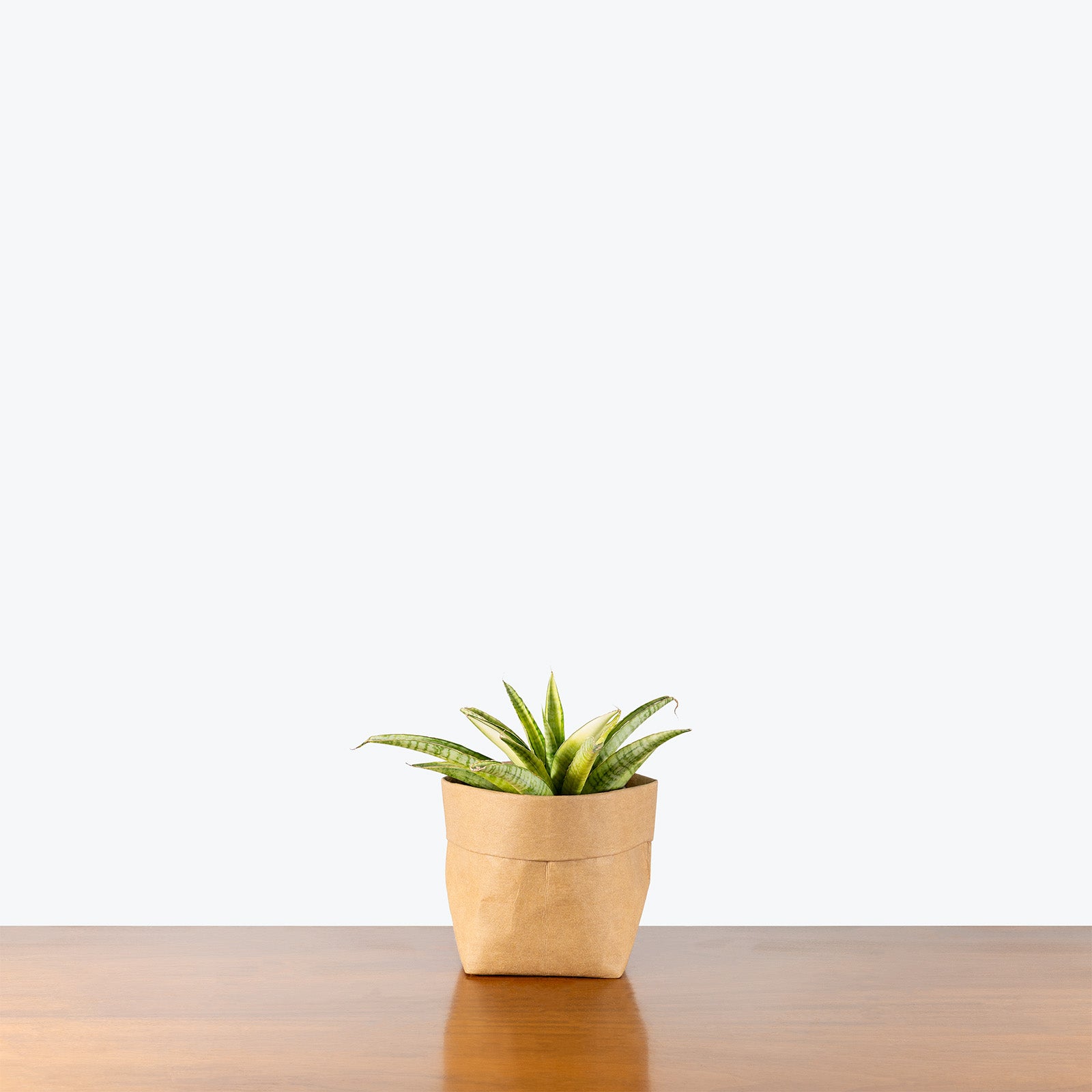 Sansevieria Gabriella White Variegated | Low Light Plants & Houseplants for Delivery | Care Guide and Pro Tips