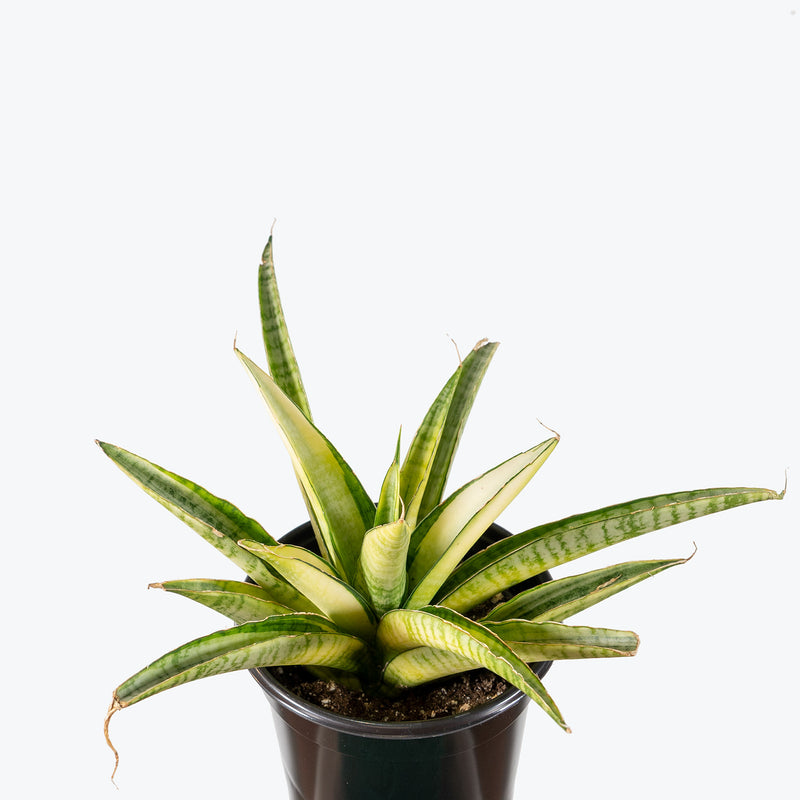 Sansevieria Gabriella White Variegated | Low Light Plants & Houseplants for Delivery | Care Guide and Pro Tips