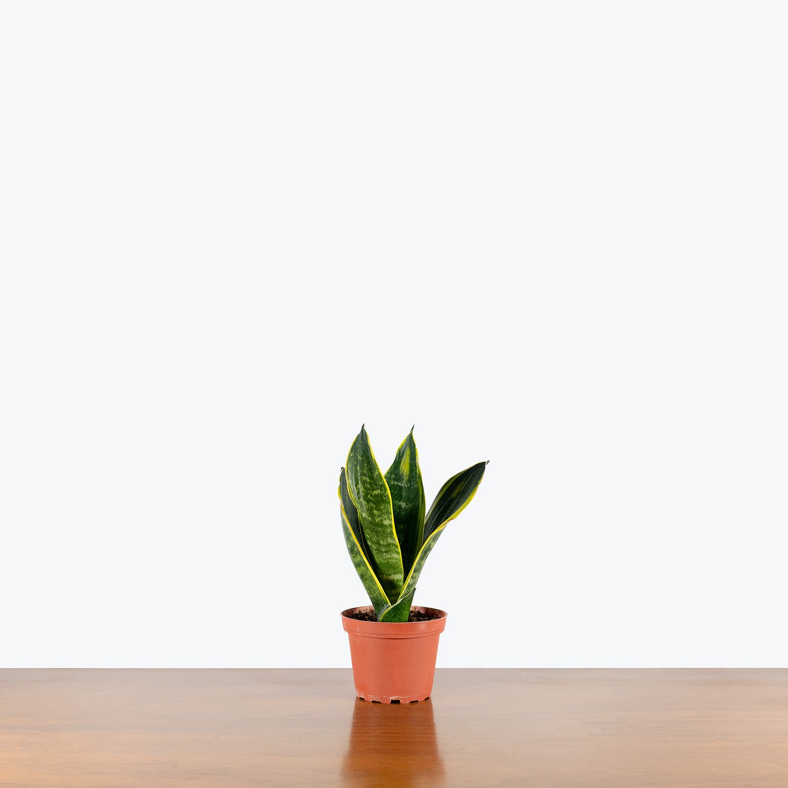 Sansevieria Golden Flame | Snake Plant | Care Guide and Pro Tips - Delivery from Toronto across Canada - JOMO Studio