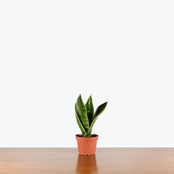 golden flame snake plant care Sansevieria Golden Flame | Snake Plant | Care Guide and Pro Tips - Delivery  from Toronto across Canada