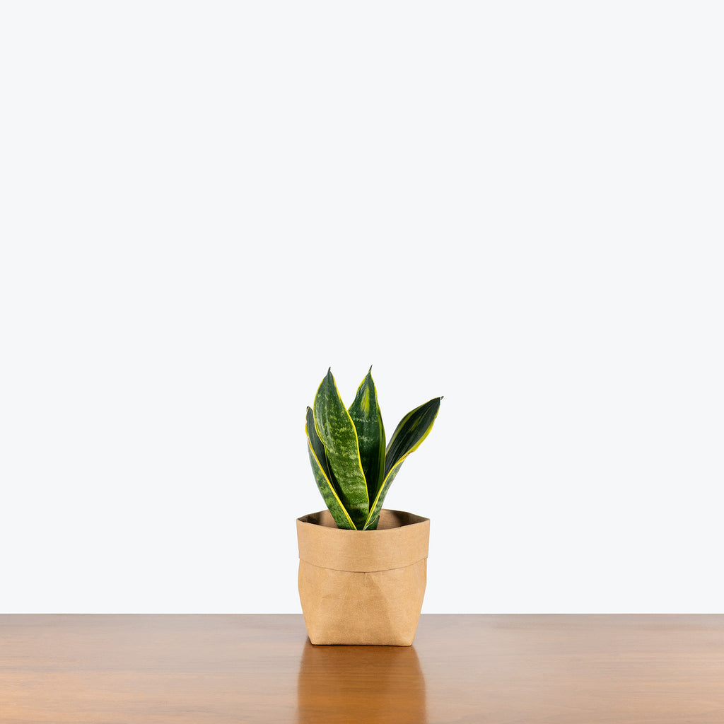 sansevieria gold flame care Sansevieria Golden Flame | Snake Plant | Care Guide and Pro Tips - Delivery from Toronto across Canada