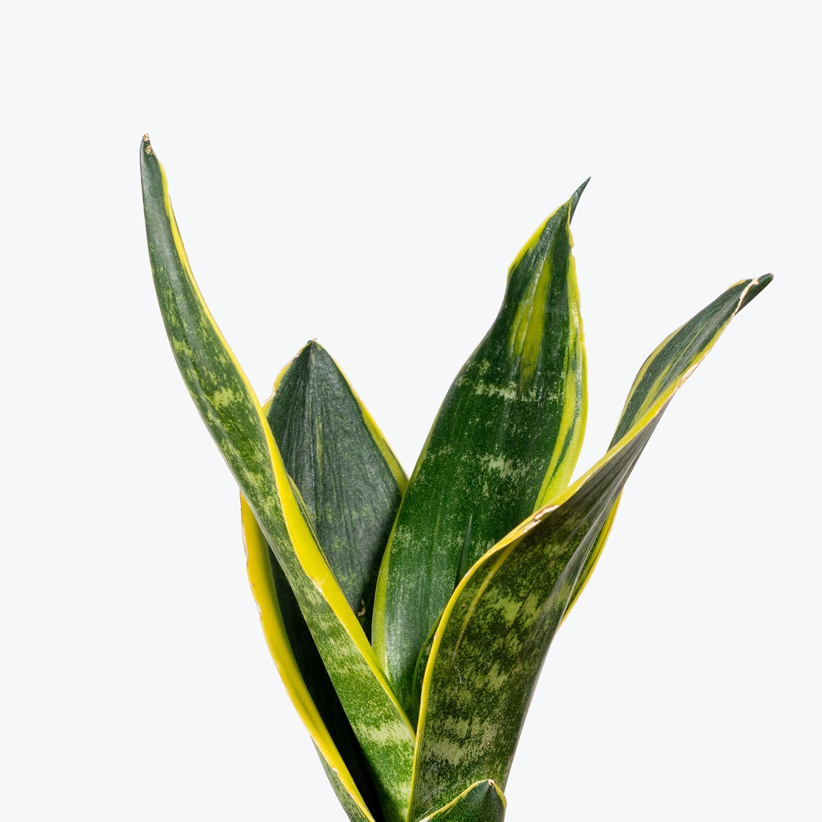 Sansevieria Golden Flame | Snake Plant | Care Guide and Pro Tips - Delivery from Toronto across Canada - JOMO Studio
