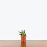 Sansevieria Hahnii Silver Frost — 4" Pot