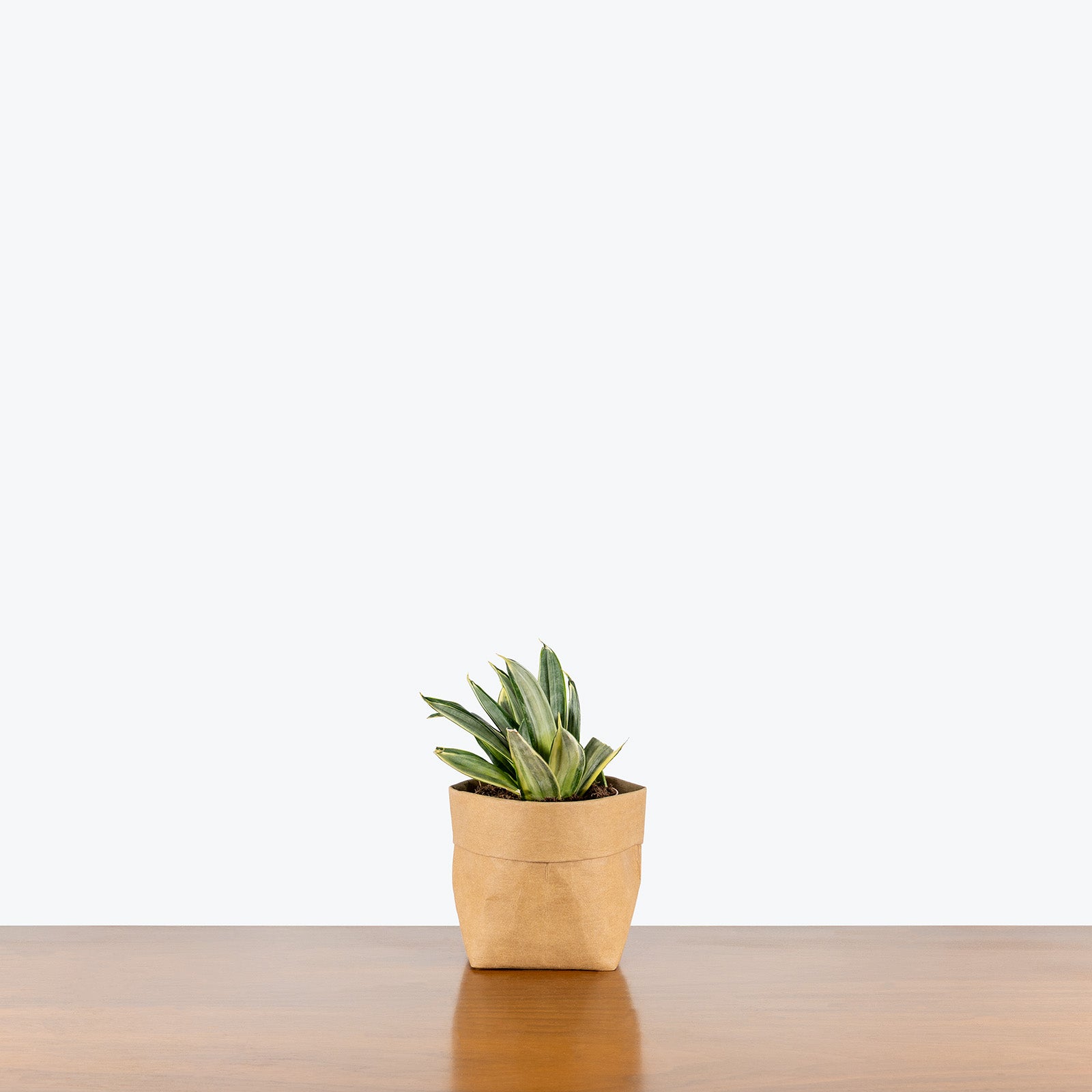 Sansevieria Hahnii Silver Frost | Snake Plant | Care Guide and Pro Tips - Delivery from Toronto across Canada - JOMO Studio