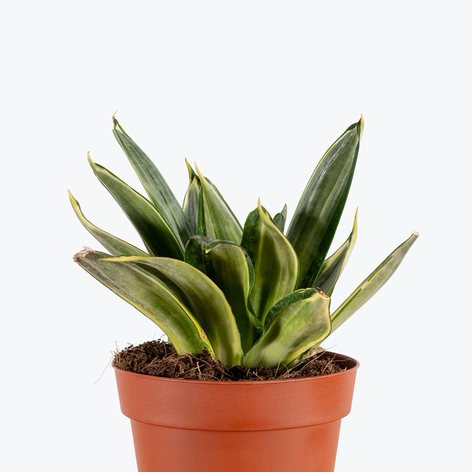 Sansevieria Hahnii Silver Frost | Snake Plant | Care Guide and Pro Tips - Delivery from Toronto across Canada - JOMO Studio