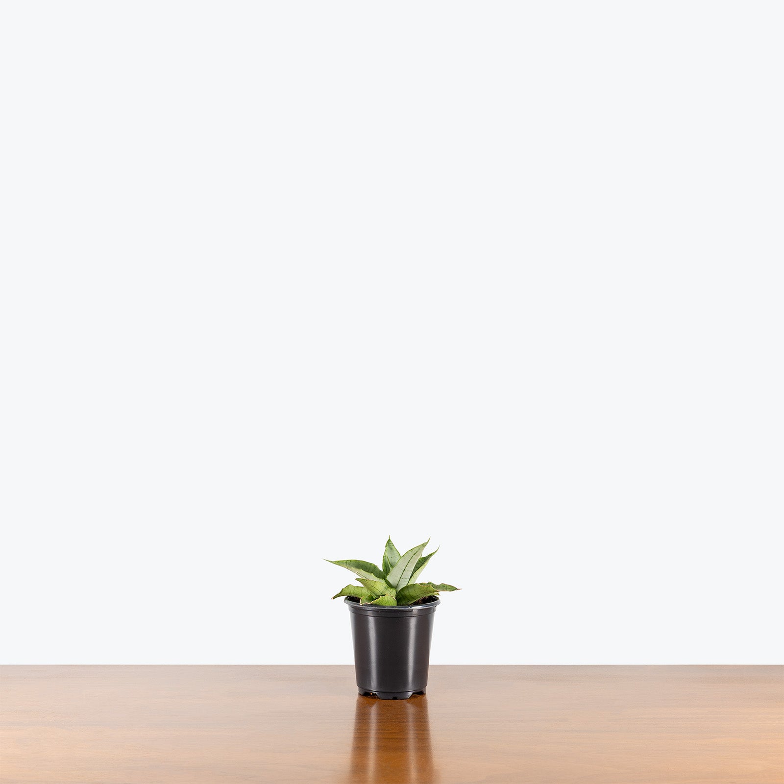 Sansevieria Himalayan White | Low Light Plants & Easy Care Houseplants for Delivery | Care Guide and Pro Tips