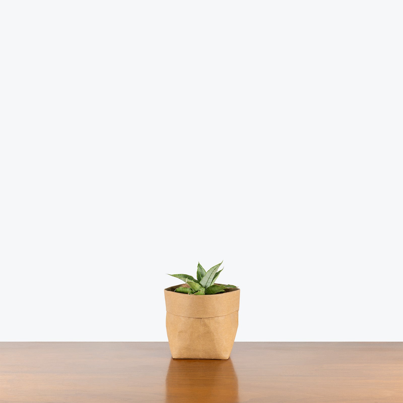 Sansevieria Himalayan White | Low Light Plants & Easy Care Houseplants for Delivery | Care Guide and Pro Tips