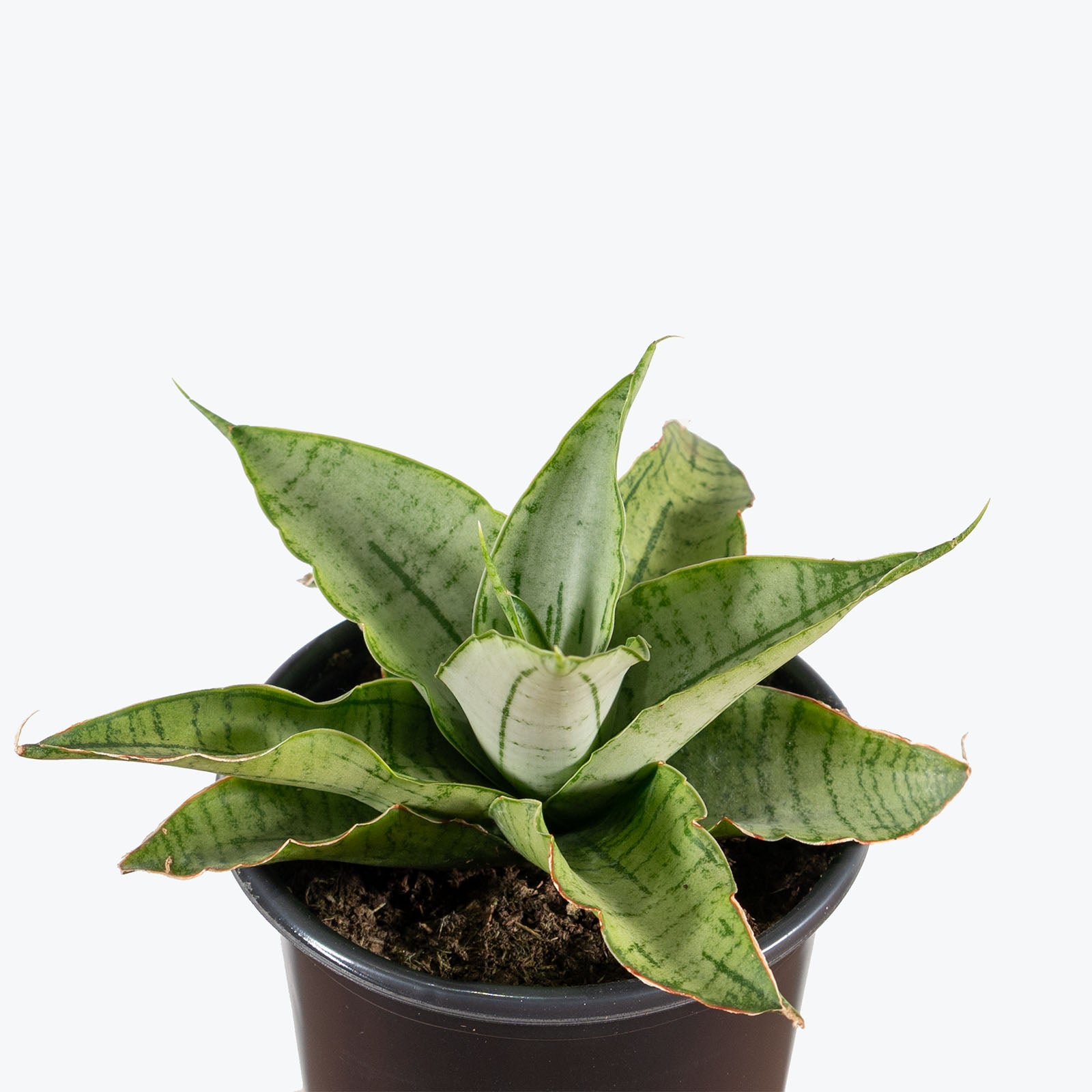 Sansevieria Himalayan White | Low Light Plants & Easy Care Houseplants for Delivery | Care Guide and Pro Tips