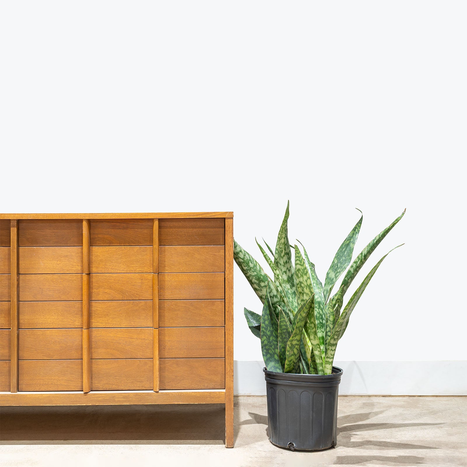 Sansevieria Jaboa | Snake Plant | Care Guide and Pro Tips - Delivery from Toronto across Canada - JOMO Studio