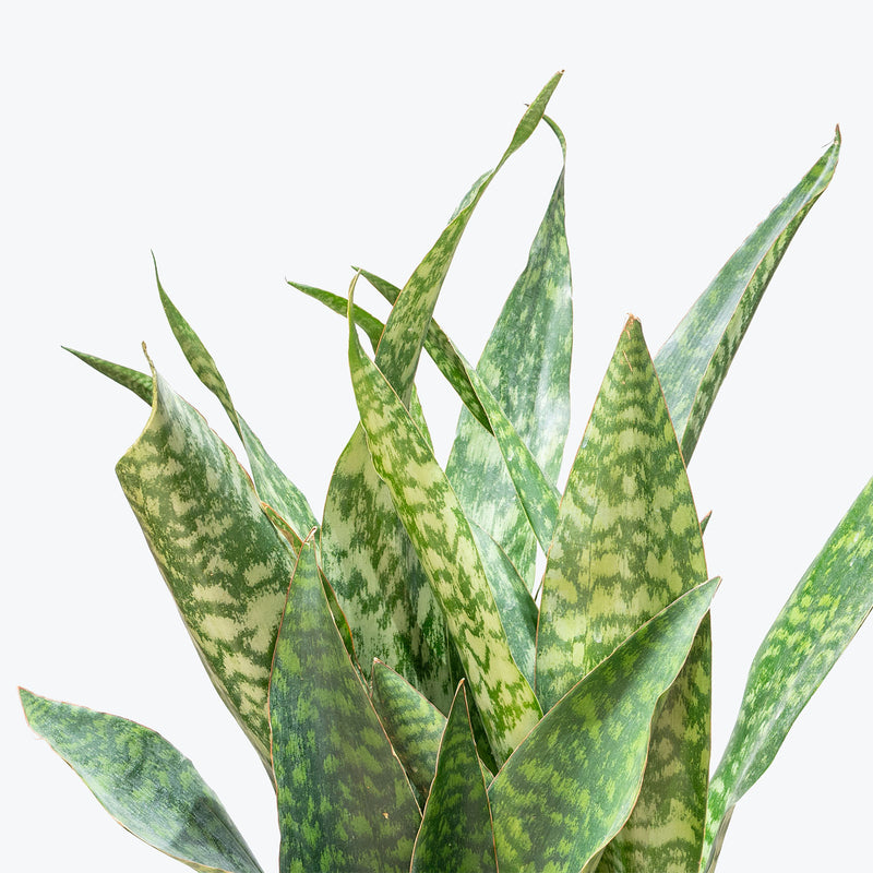 Sansevieria Jaboa | Snake Plant | Care Guide and Pro Tips