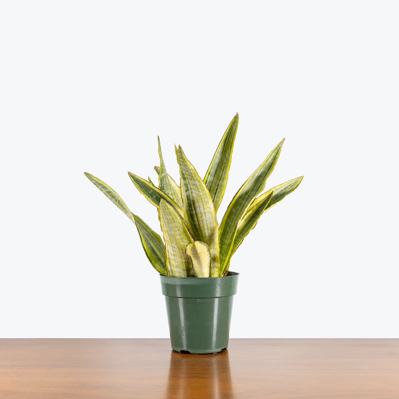 Sansevieria Lauren | Snake Plant | Care Guide and Pro Tips - Delivery from Toronto across Canada - JOMO Studio