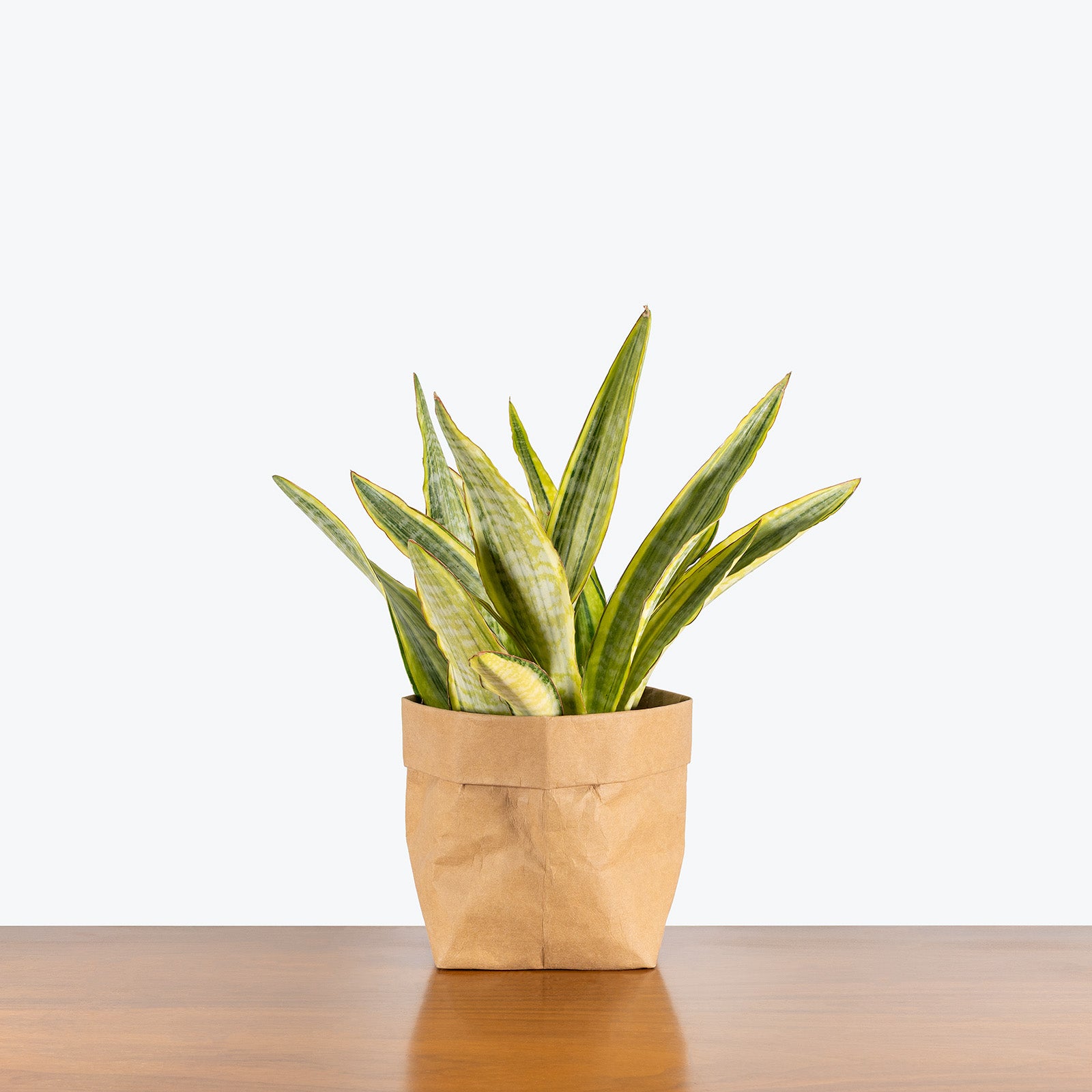 Sansevieria Lauren | Snake Plant | Care Guide and Pro Tips - Delivery from Toronto across Canada - JOMO Studio