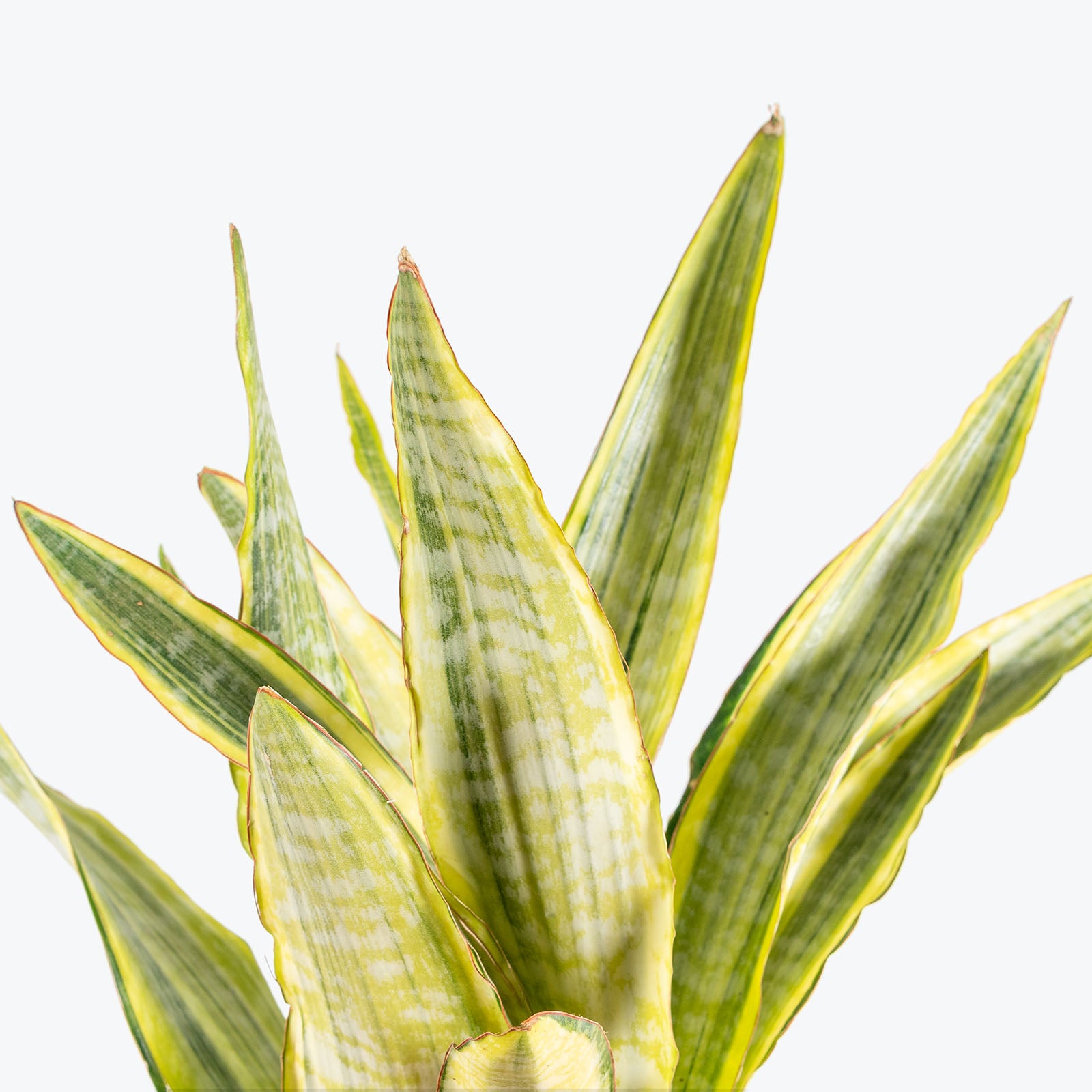 Sansevieria Lauren | Snake Plant | Care Guide and Pro Tips - Delivery from Toronto across Canada - JOMO Studio