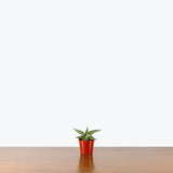 Sansevieria Lavranos Blue Clone Variegated — 2.5" Pot