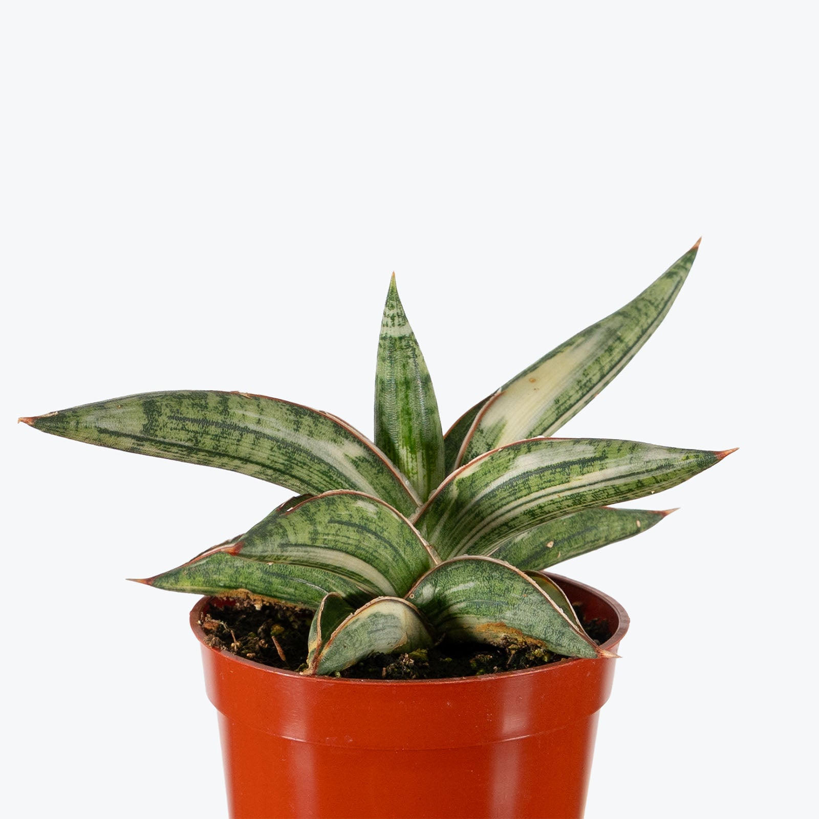 Sansevieria Lavranos Blue Clone Variegated | Low Light Plants & Houseplants for Delivery | Care Guide and Pro Tips