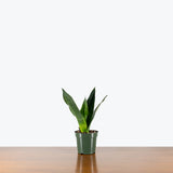 Sansevieria Midnight Shine — 4" Pot