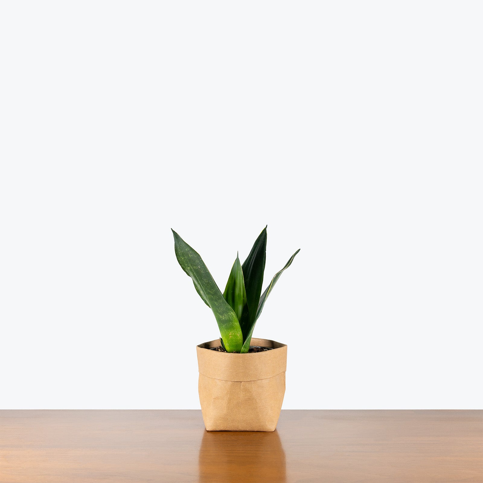 Sansevieria Midnight Shine | Low Light Plants & Houseplants for Delivery | Care Guide and Pro Tips