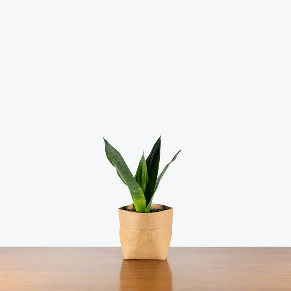 sansevieria sunshine Sansevieria Midnight Shine | Low Light Plants & Houseplants for Delivery