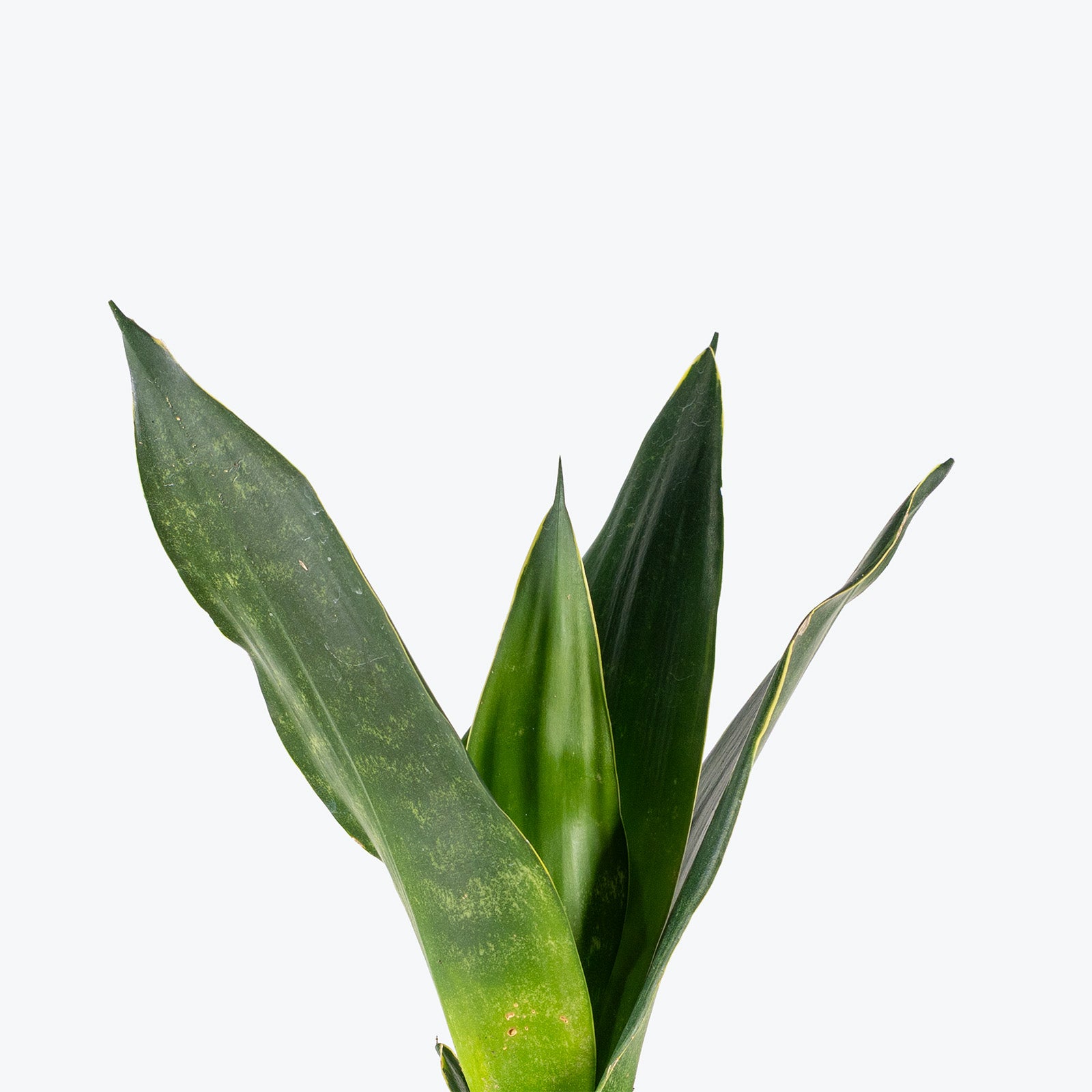 Sansevieria Midnight Shine | Low Light Plants & Houseplants for Delivery | Care Guide and Pro Tips