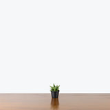 Sansevieria Ming Manee — 2.5" Pot