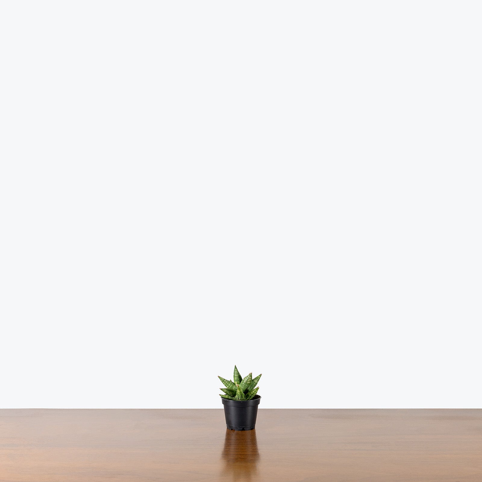 Sansevieria Ming Manee | Snake Plant | Care Guide and Pro Tips - Delivery from Toronto across Canada - JOMO Studio