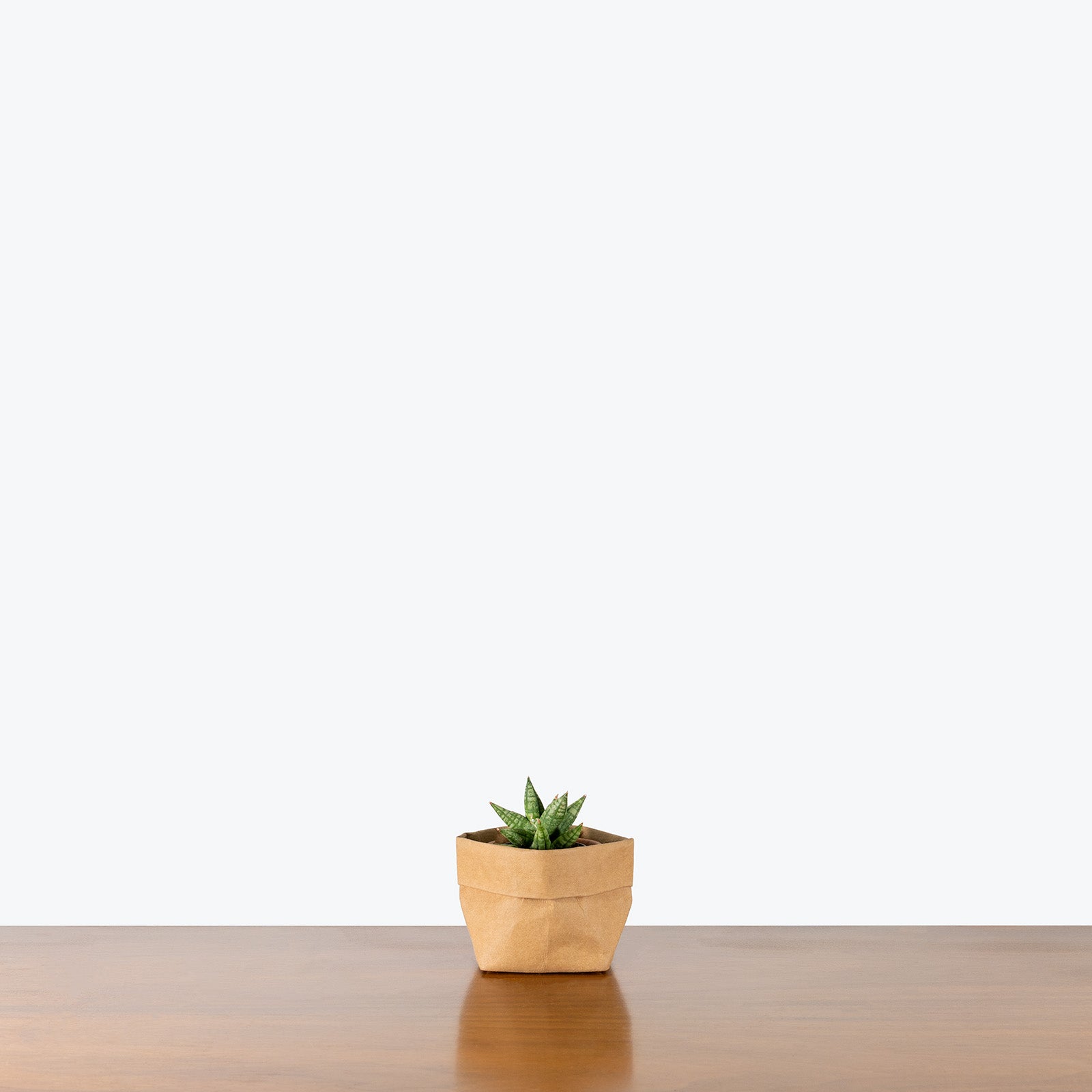 Sansevieria Ming Manee | Snake Plant | Care Guide and Pro Tips - Delivery from Toronto across Canada - JOMO Studio