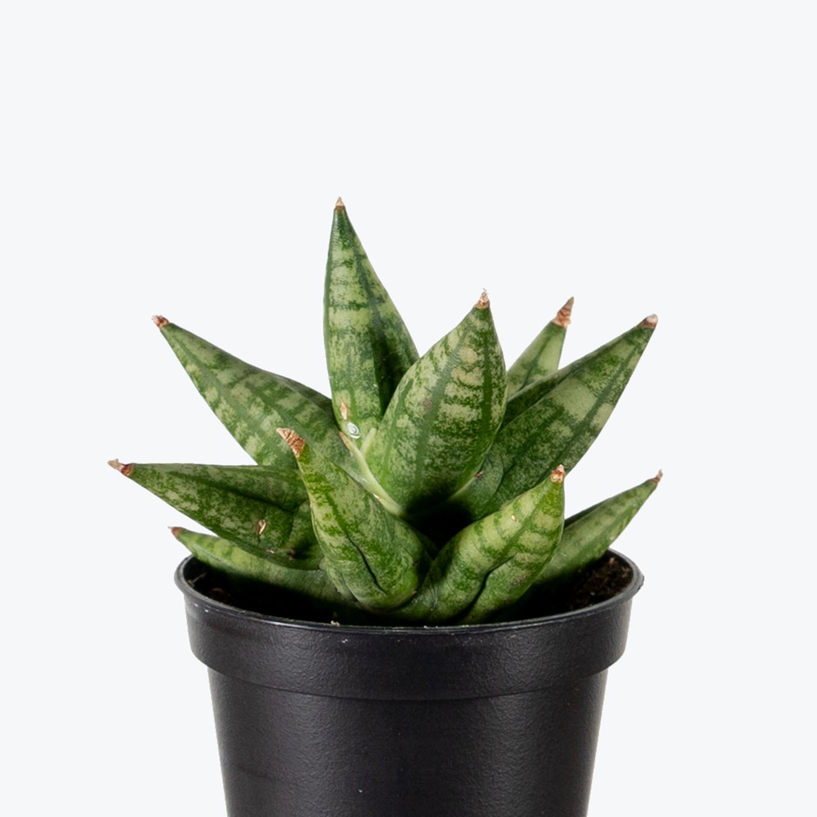 Sansevieria Ming Manee | Snake Plant | Care Guide and Pro Tips - Delivery from Toronto across Canada - JOMO Studio