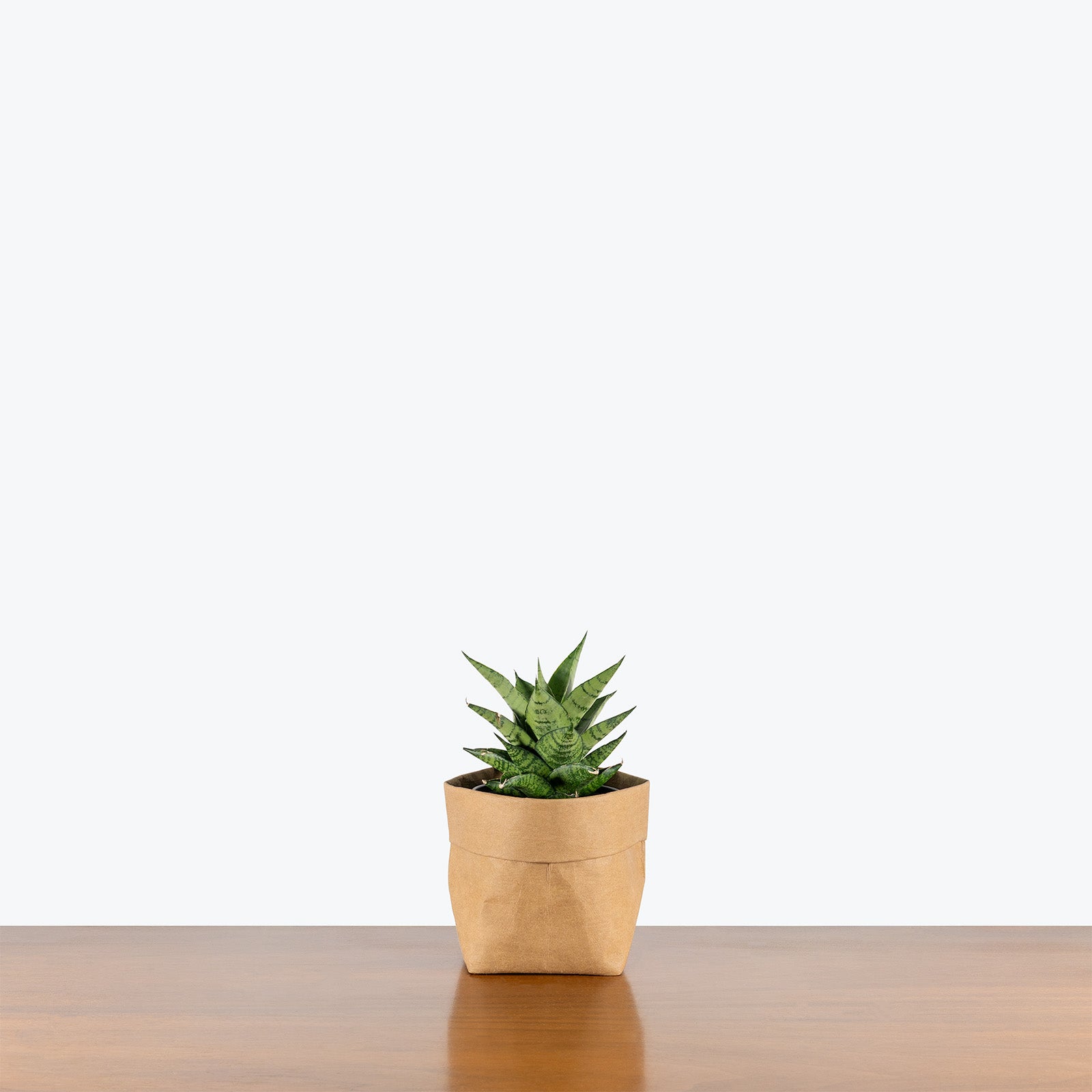 Sansevieria Pagoda Dark | Low Light Plants & Houseplants for Delivery | Care Guide and Pro Tips