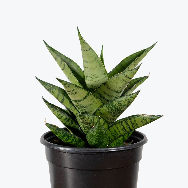 Sansevieria Pagoda Dark | Low Light Plants & Houseplants for Delivery | Care Guide and Pro Tips