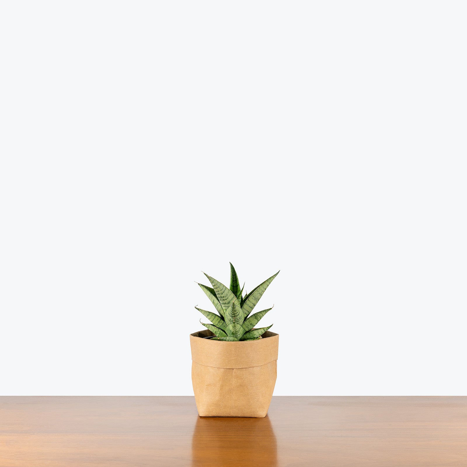 Sansevieria Piano | Snake Plant | Care Guide and Pro Tips - Delivery from Toronto across Canada - JOMO Studio