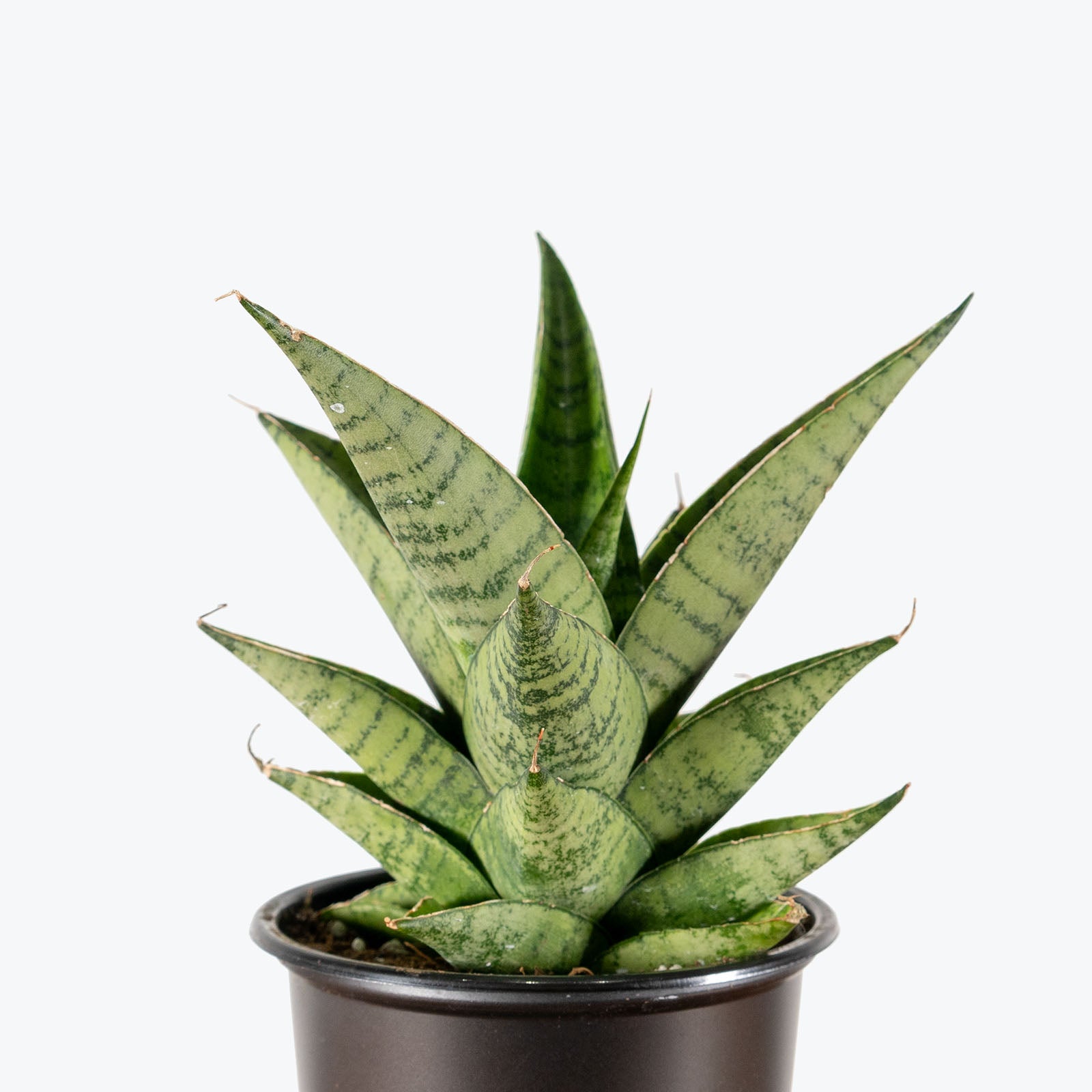 Sansevieria Piano | Snake Plant | Care Guide and Pro Tips - Delivery from Toronto across Canada - JOMO Studio