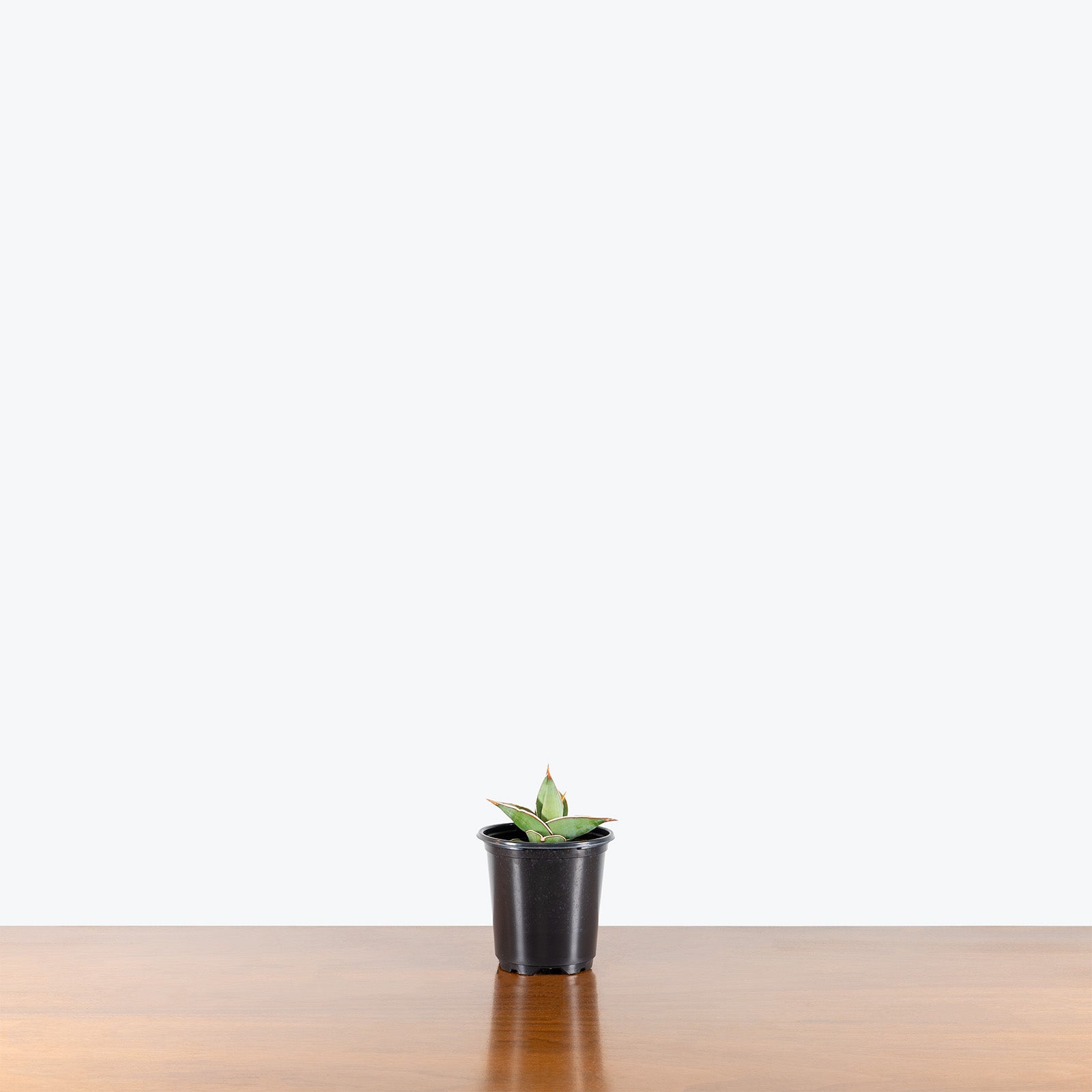 Sansevieria Pinguicula | Low Light Plants & Houseplants for Delivery | Care Guide and Pro Tips