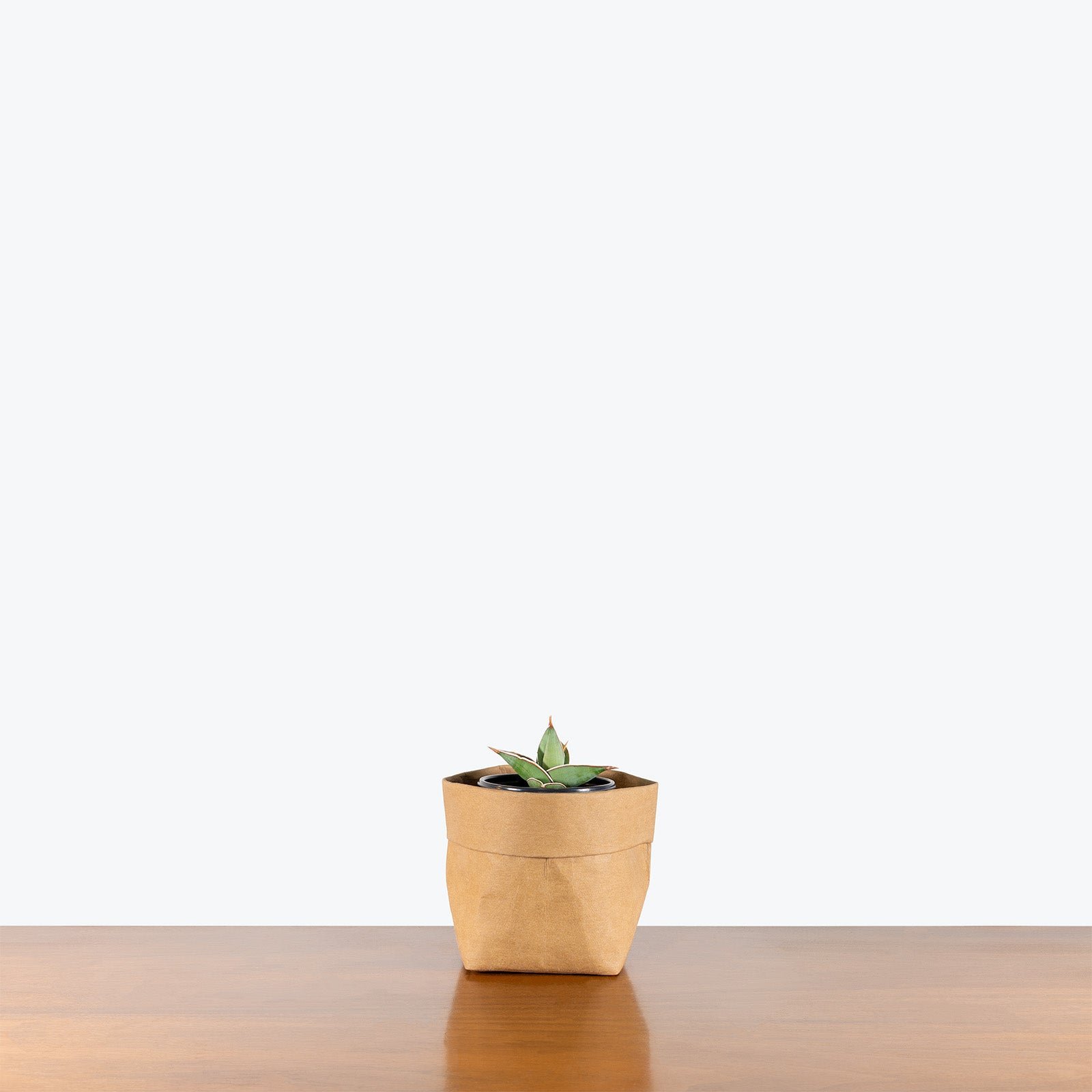 Sansevieria Pinguicula | Low Light Plants & Houseplants for Delivery | Care Guide and Pro Tips