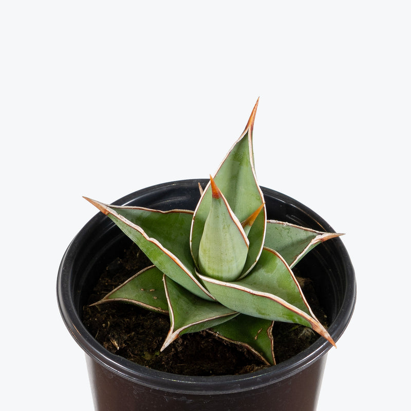 Sansevieria Pinguicula | Low Light Plants & Houseplants for Delivery | Care Guide and Pro Tips